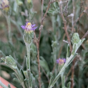 Vittadinia gracilis at Boweya, VIC - 22 Sep 2024