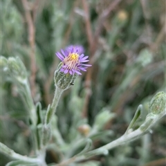 Vittadinia gracilis at Boweya, VIC - 22 Sep 2024