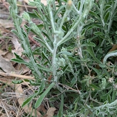 Vittadinia gracilis at Boweya, VIC - 22 Sep 2024