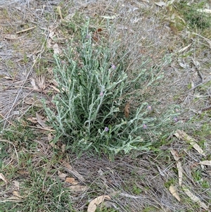 Vittadinia gracilis at Boweya, VIC - 22 Sep 2024