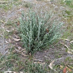 Vittadinia gracilis at Boweya, VIC - 22 Sep 2024