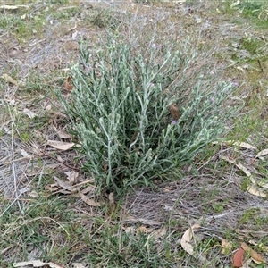 Vittadinia gracilis at Boweya, VIC - 22 Sep 2024