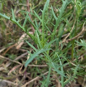 Isotoma axillaris (Australian Harebell, Showy Isotome) at Boweya, VIC by Darcy