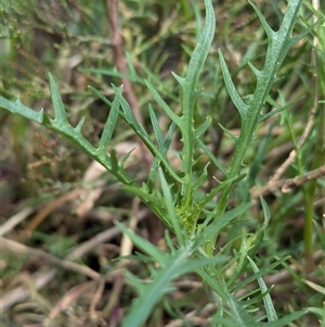 Isotoma axillaris at Boweya, VIC - 22 Sep 2024