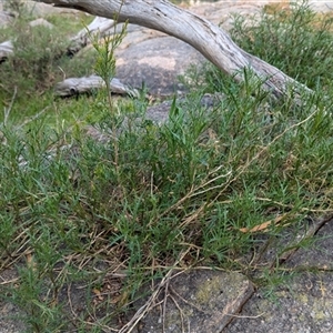 Isotoma axillaris at Boweya, VIC - 22 Sep 2024