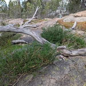 Isotoma axillaris at Boweya, VIC - 22 Sep 2024