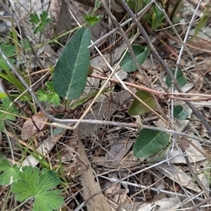 Hardenbergia violacea (False Sarsaparilla) at Boweya, VIC by Darcy