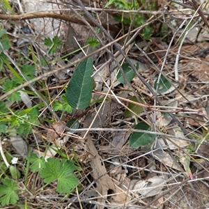 Hardenbergia violacea at Boweya, VIC - 22 Sep 2024