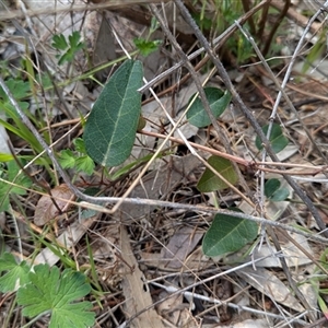 Hardenbergia violacea at Boweya, VIC - 22 Sep 2024