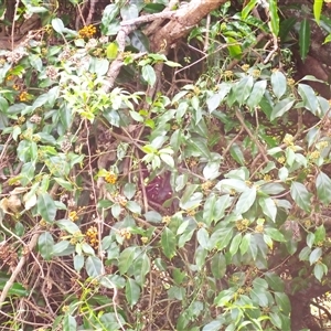 Leichhardtia rostrata at Mount Darragh, NSW - 19 Sep 2024