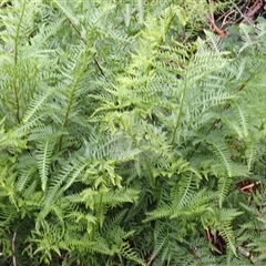 Pteris tremula (Tender Brake) at Mount Darragh, NSW - 19 Sep 2024 by plants