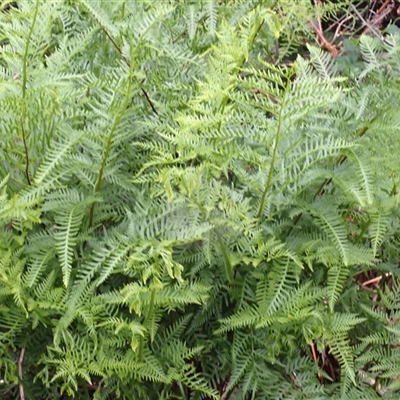 Pteris tremula (Tender Brake) at Mount Darragh, NSW - 19 Sep 2024 by plants