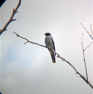 Coracina novaehollandiae (Black-faced Cuckooshrike) at Boweya, VIC by Darcy