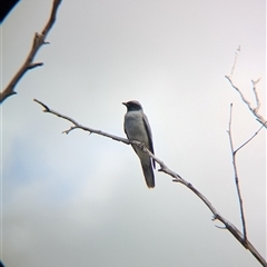 Coracina novaehollandiae at Boweya, VIC - 22 Sep 2024