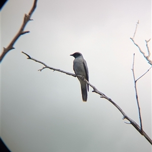 Coracina novaehollandiae at Boweya, VIC - 22 Sep 2024