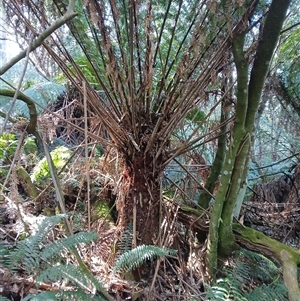 Dicksonia antarctica at Mount Darragh, NSW - suppressed