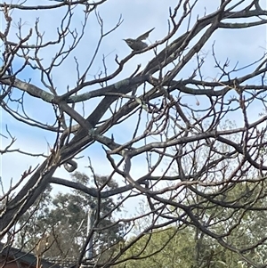 Caligavis chrysops at Campbell, ACT - 24 Sep 2024