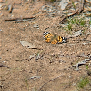 Vanessa kershawi (Australian Painted Lady) at Boweya, VIC by Darcy