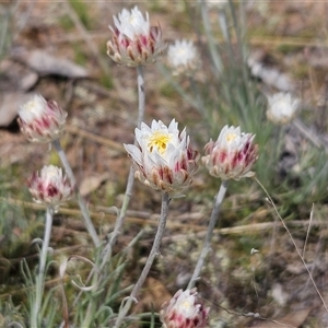 Leucochrysum albicans subsp. tricolor at Whitlam, ACT - 24 Sep 2024