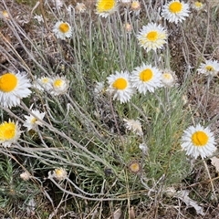 Leucochrysum albicans subsp. tricolor at Whitlam, ACT - 24 Sep 2024