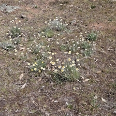 Leucochrysum albicans subsp. tricolor at Whitlam, ACT - 24 Sep 2024