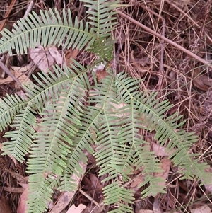 Sticherus lobatus at Lochiel, NSW - 19 Sep 2024