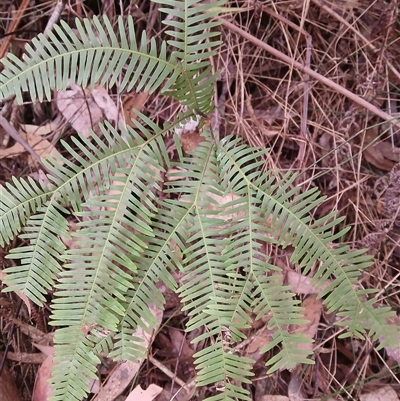 Sticherus lobatus (Spreading Fan Fern) at Lochiel, NSW - 19 Sep 2024 by plants