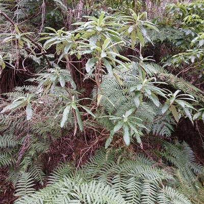 Bedfordia arborescens (Blanket Bush) at Lochiel, NSW - 19 Sep 2024 by plants