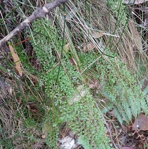 Lindsaea microphylla at Lochiel, NSW - 19 Sep 2024