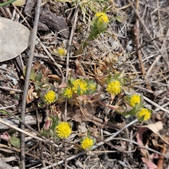 Triptilodiscus pygmaeus (Annual Daisy) at Whitlam, ACT - 24 Sep 2024 by sangio7