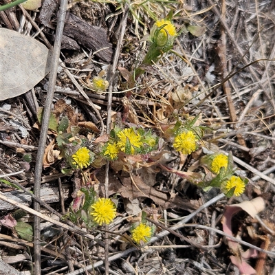 Triptilodiscus pygmaeus (Annual Daisy) at Whitlam, ACT - 24 Sep 2024 by sangio7