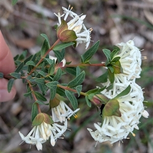 Pimelea linifolia (Slender Rice Flower) at Boweya, VIC by Darcy