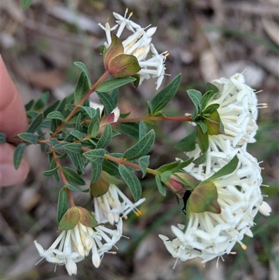 Pimelea linifolia (Slender Rice Flower) at Boweya, VIC - 22 Sep 2024 by Darcy