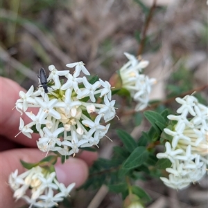 Pimelea linifolia at Boweya, VIC - 22 Sep 2024 01:40 PM