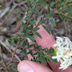 Pimelea linifolia at Boweya, VIC - 22 Sep 2024 01:40 PM
