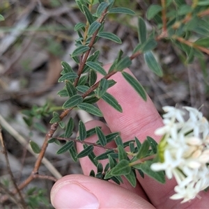 Pimelea linifolia at Boweya, VIC - 22 Sep 2024 01:40 PM