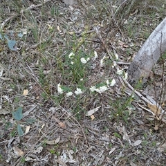Pimelea linifolia at Boweya, VIC - 22 Sep 2024 01:40 PM