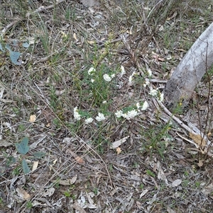 Pimelea linifolia at Boweya, VIC - 22 Sep 2024