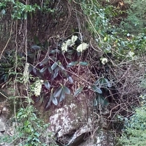 Thelychiton speciosa at South Wolumla, NSW - 20 Sep 2024