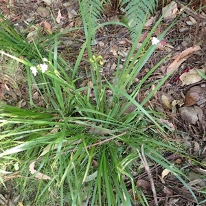 Libertia paniculata at South Wolumla, NSW - 20 Sep 2024 08:19 AM