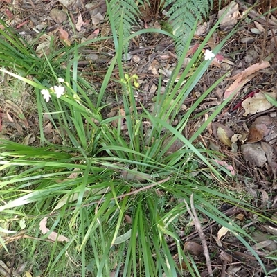 Libertia paniculata (Branching Grass-flag) at South Wolumla, NSW - 19 Sep 2024 by plants