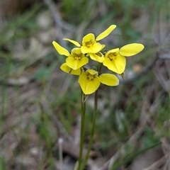 Diuris chryseopsis (Golden Moth) at Boweya, VIC - 22 Sep 2024 by Darcy