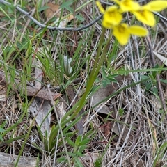 Diuris chryseopsis at Boweya, VIC - 22 Sep 2024