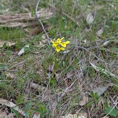 Diuris chryseopsis at Boweya, VIC - suppressed