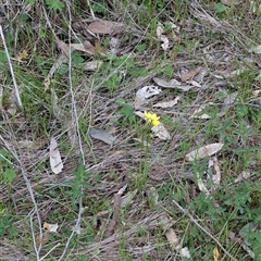 Diuris chryseopsis at Boweya, VIC - 22 Sep 2024