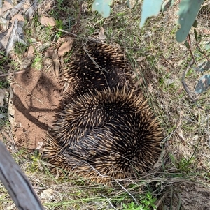 Tachyglossus aculeatus at Boweya, VIC - 22 Sep 2024