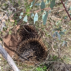 Tachyglossus aculeatus at Boweya, VIC - 22 Sep 2024