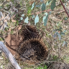 Tachyglossus aculeatus at Boweya, VIC - 22 Sep 2024