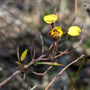 Diuris pardina at Boweya, VIC - suppressed