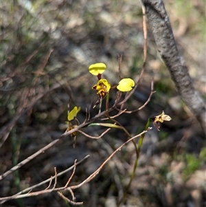 Diuris pardina at Boweya, VIC - suppressed